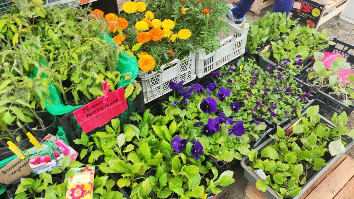 Опытные садоводы втихаря избавляются от бархатцев на своих участках: вот, почему