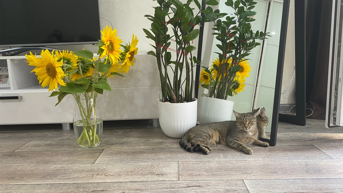 Никогда не храните это у себя дома: 5 вещей, которые оставляют без сил и радости