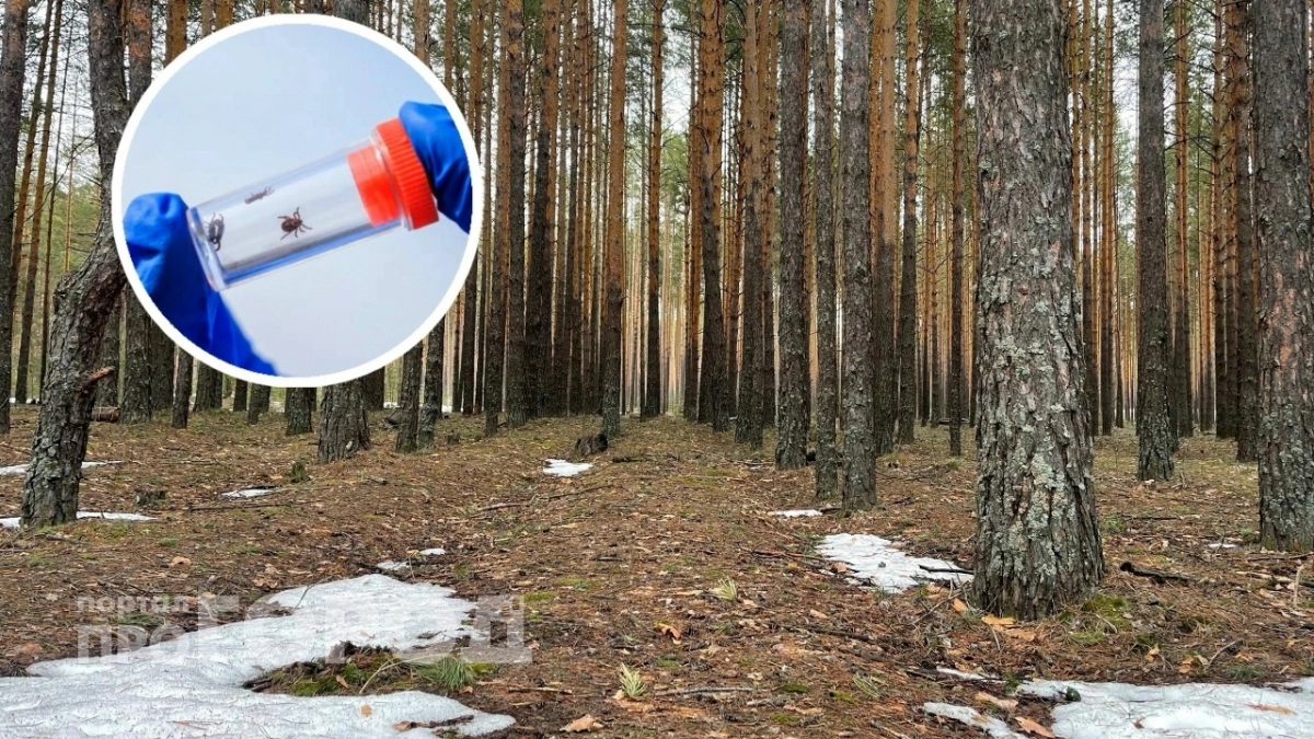 Клещи атакуют интимные зоны нижегородцев