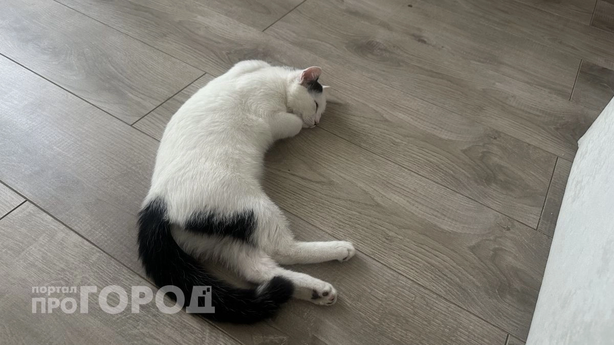 Вы можете этого не заметить, но коты уходят из дома не просто так: ветеринары раскрыли страшную тайну 