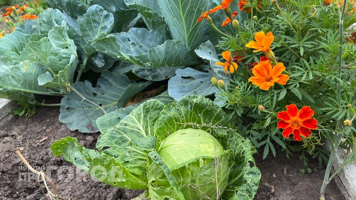 Бархатцы – на свалку: паутинный клещ бежит без оглядки от этих 2 цветов 