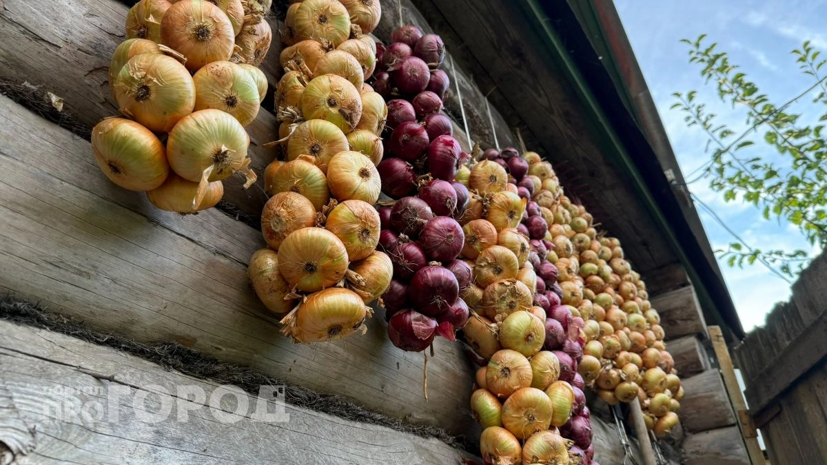 Лью бесплатную подкормку на грядки – лук вырастает с яблоко: урожаю позавидуют соседи