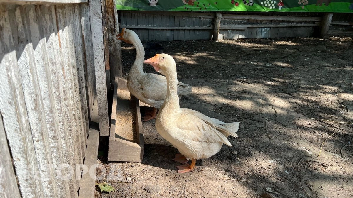  Зоозащитники бьют тревогу из-за нового проекта Минприроды: охота на краснокнижных животных станет легальной 