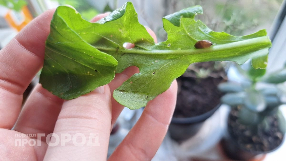 Медный купорос в саду: как правильно развести и когда применять, чтобы не было гнили 