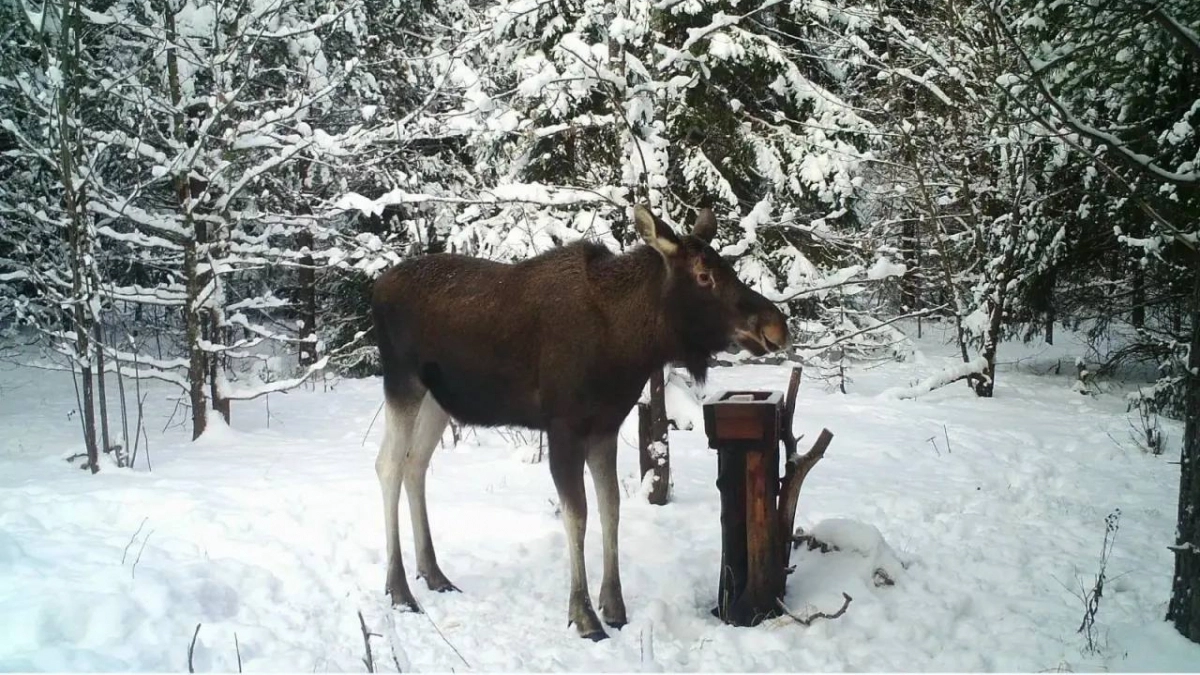 В нижегородских лесах резко выросла численность лосей и косуль