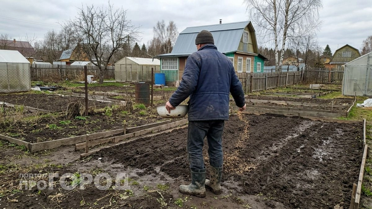 Раскидываю 3 крупы по снегу в апреле – заменяют гору удобрений на весь сезон