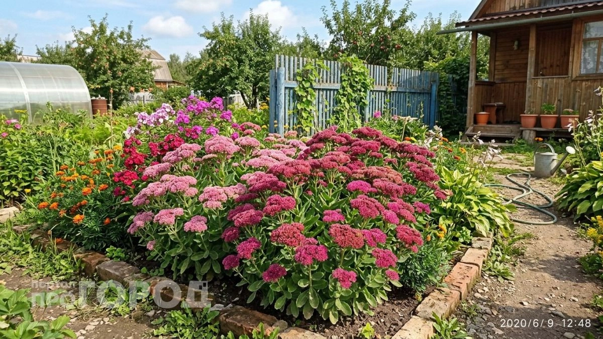 Петунии и розы отдыхают: этот многолетник взорвет вашу клумбу – цветет пышными шапками до снега