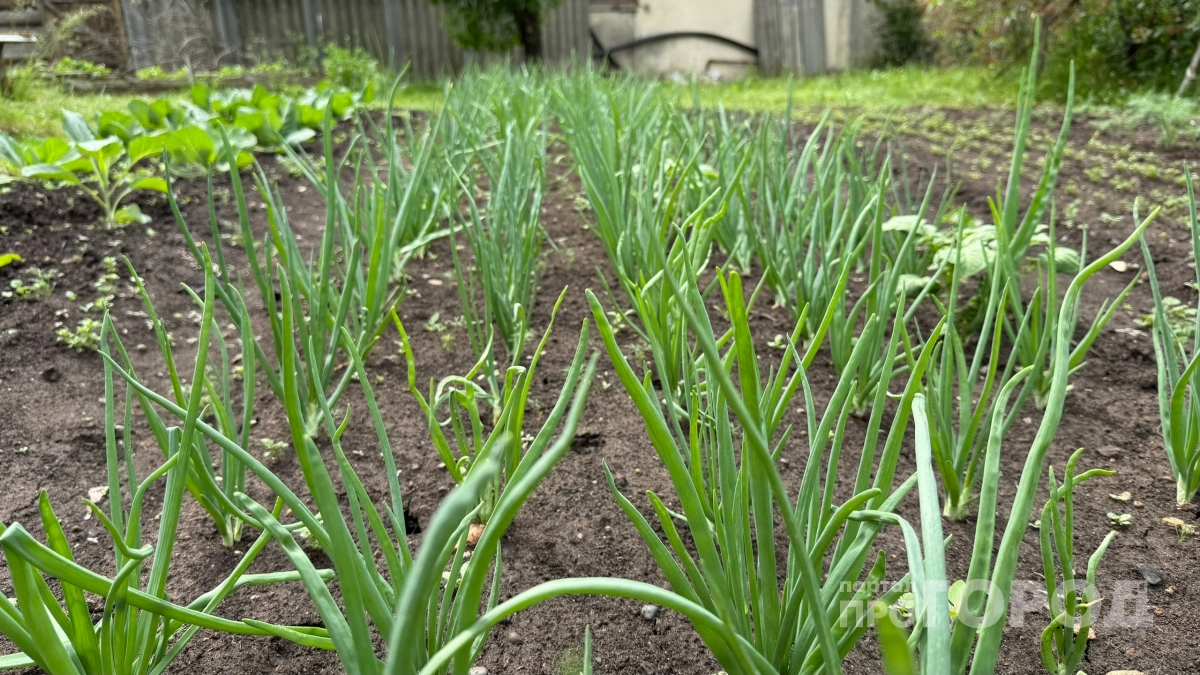 Лук без газет никогда не сажаю: головки вырастают крупнее яблок без чудо-подкормок - мой хитрый способ посадки