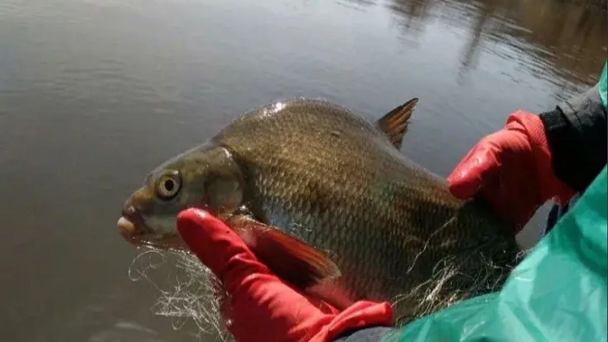 Нижегородское предприятие поставило рыбозащиту на реке после штрафов на 220 тыс рублей