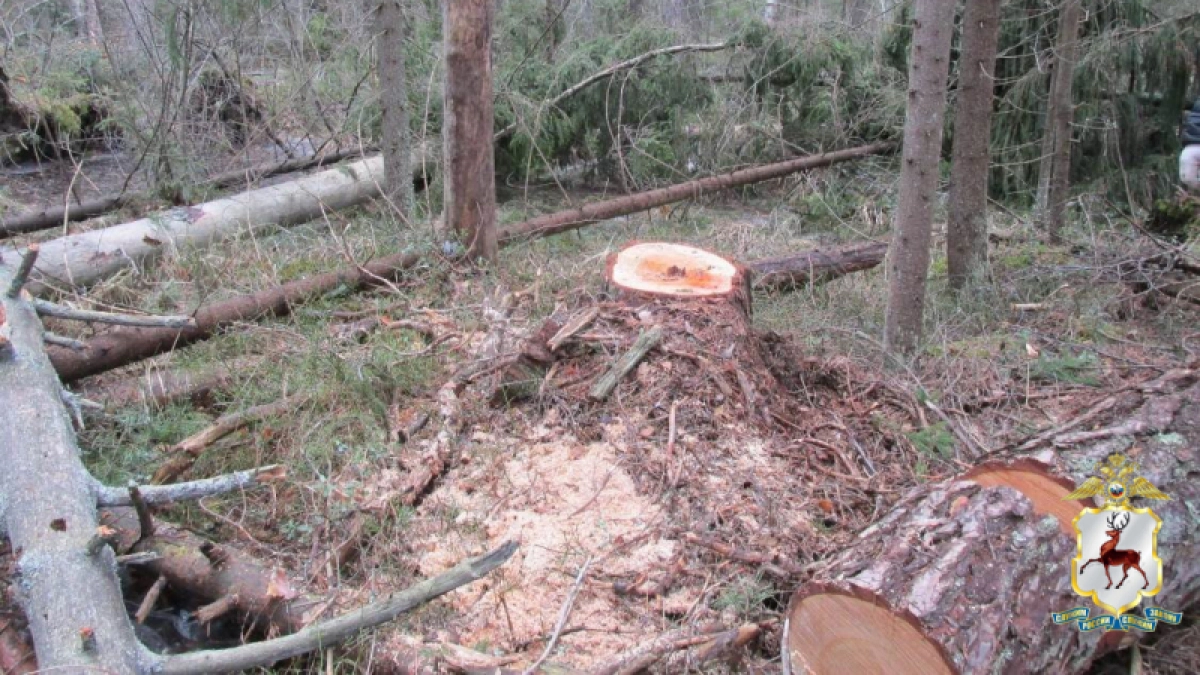 Балахнинский бизнесмен вырубил лишнего на 16 миллионов и отправился под суд