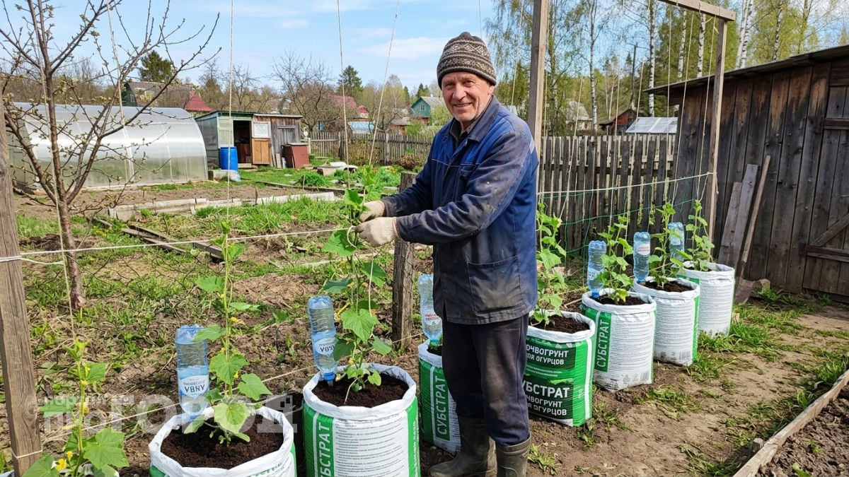 Перешла на китайский способ выращивания огурцов: без химии и парников собираю урожай ведрами каждый день