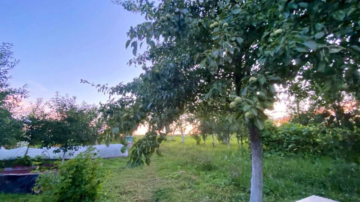 В апреле спасаю яблони и груши только так: обвязываю стволы лентой — и муравьи с тлей сбегают к соседям за 2 дня