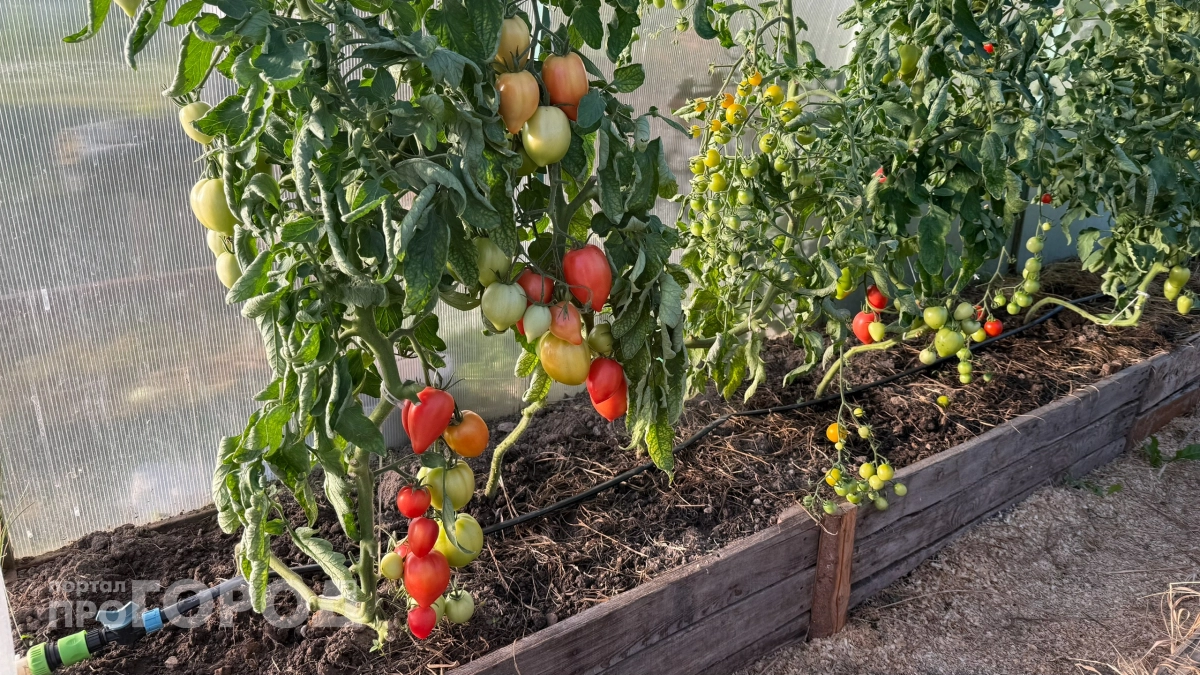 Отобрал за 10 лет лучшие сорта клубники: 3 проверенных лидера и трудоголика - бьют рекорды по сбору и равнодушны к непогоде