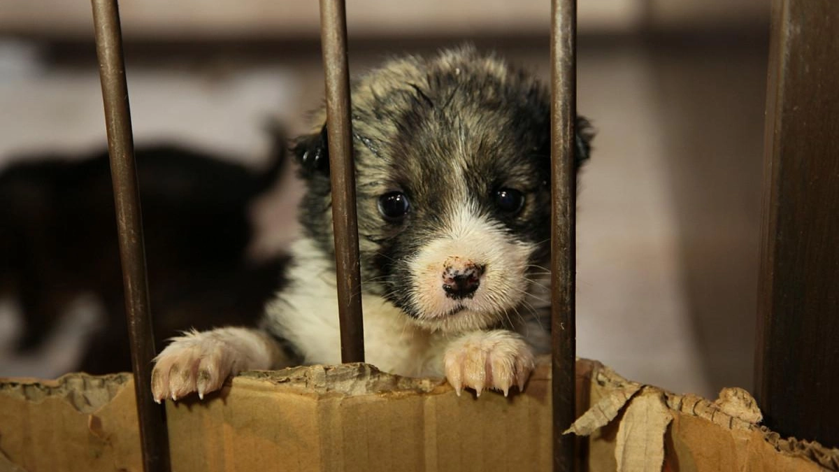 Ветклинику в Нижнем Новгороде поймали на продаже препаратов без лицензии