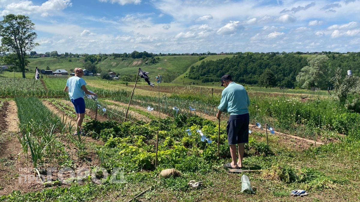 Перекопка огорода весной – прошлый век: опытные дачники переходят на новый метод – и собирают рекордный урожай