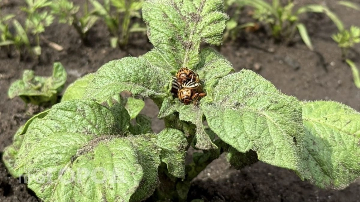 Как защитить картофель от колорадского жука без химии: рабочий раствор из горчицы и уксуса