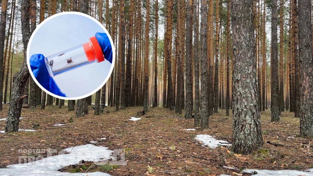 В Нижнем Новгороде временно запретят посещать леса