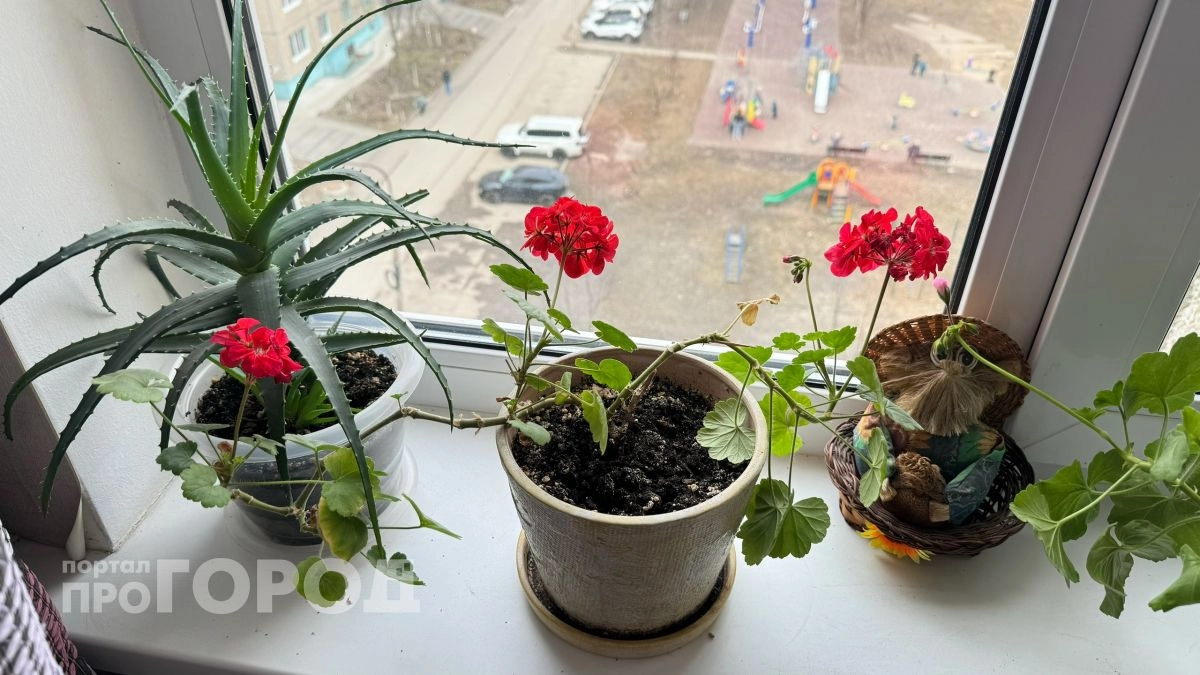 Лью под корень полстакана  - и герань расцветает как Мисс Мира: бутоны даже на молодых черенках