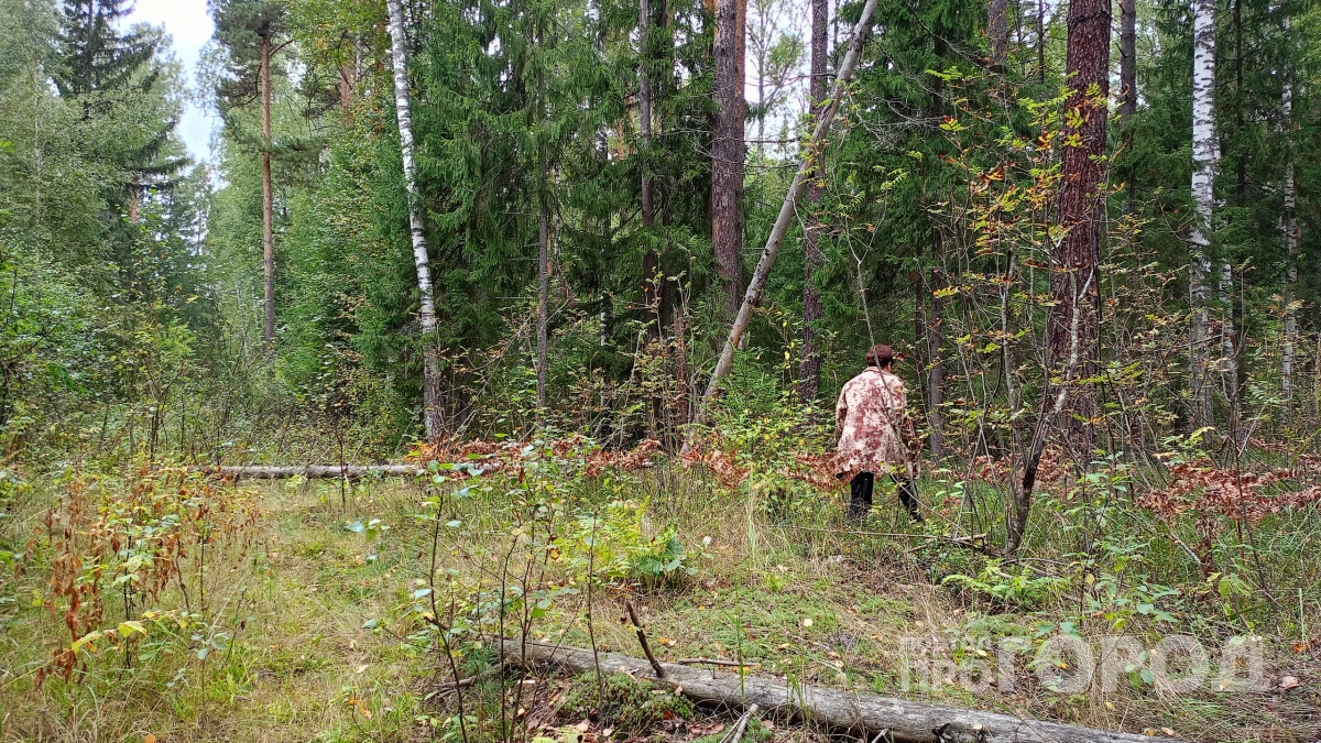 Зачем умные дачники в апреле тащат из леса банками березовые почки: хитрый способ облегчить жизнь за счет природы