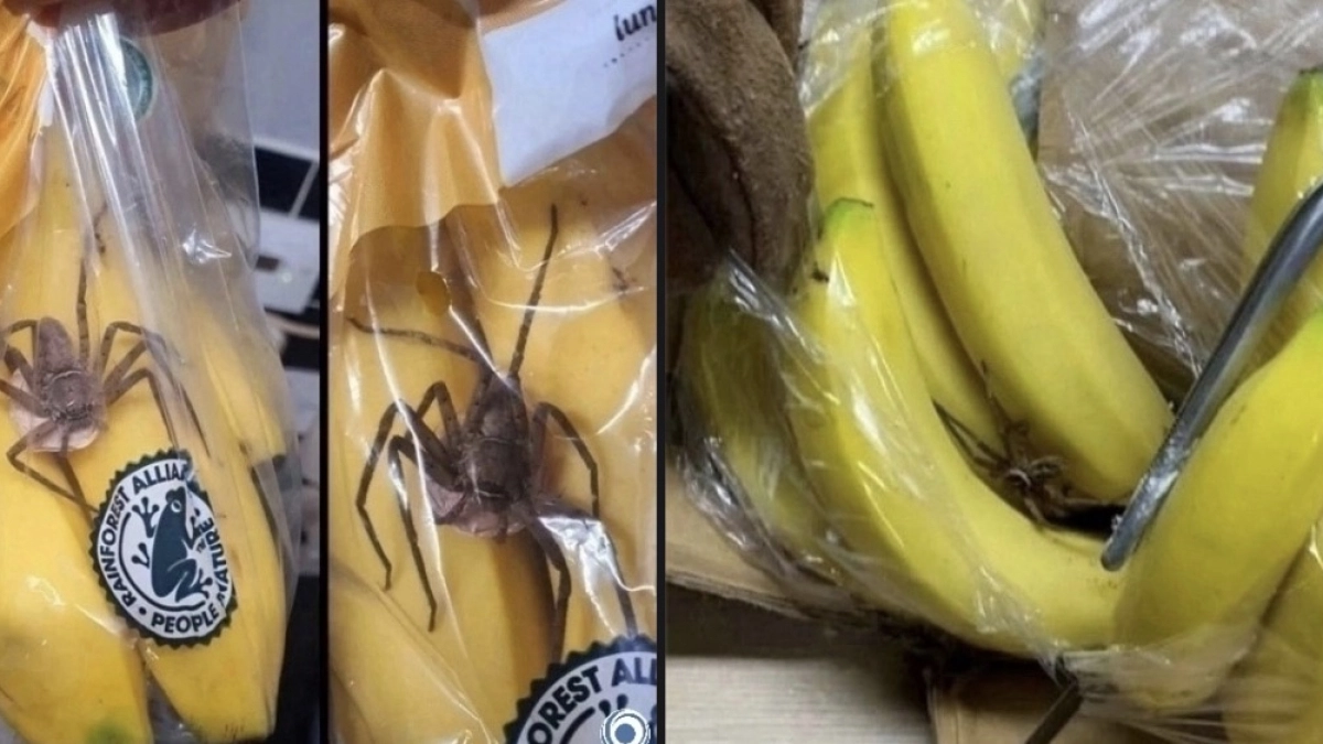 Семья погибла из-за банана, а вы едите их каждый день: случай из Москвы открыл глаза на любимый фрукт 
