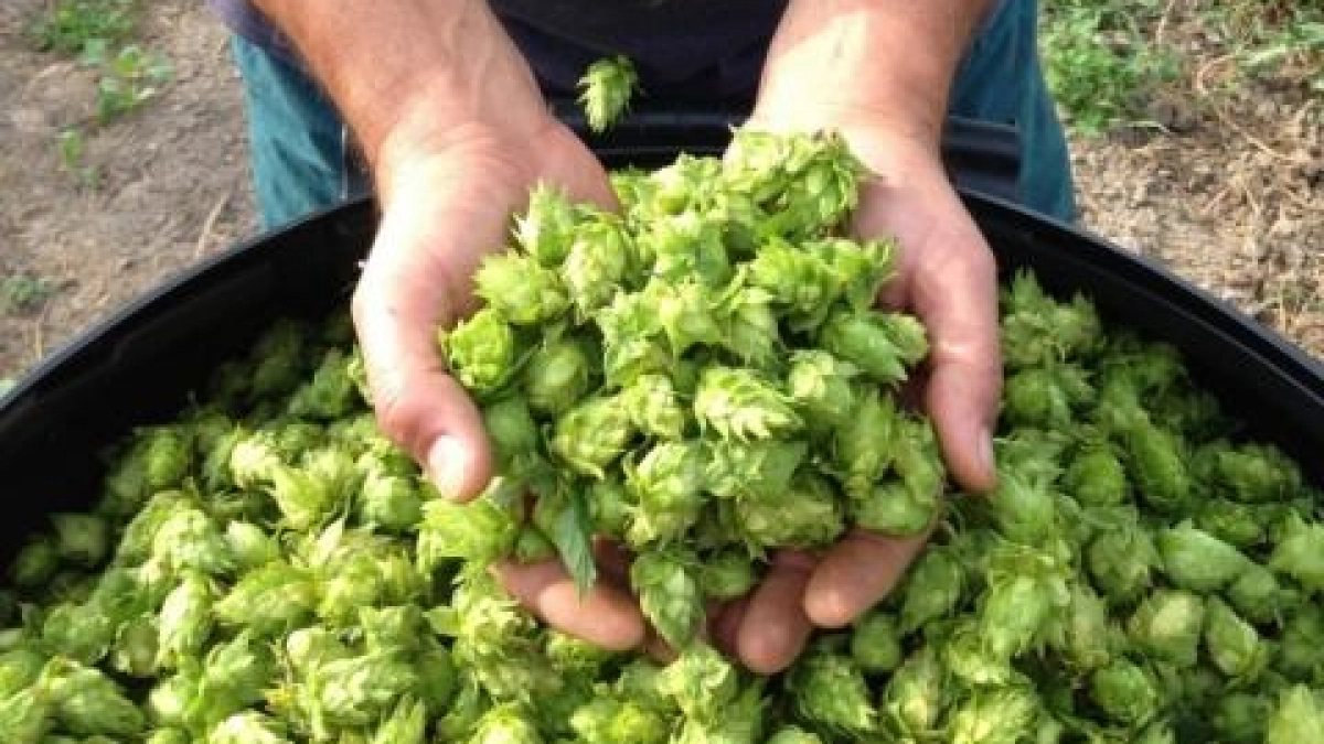 В Нижегородской области вложат 2,4 млрд рублей в хмелеводческий комплекс