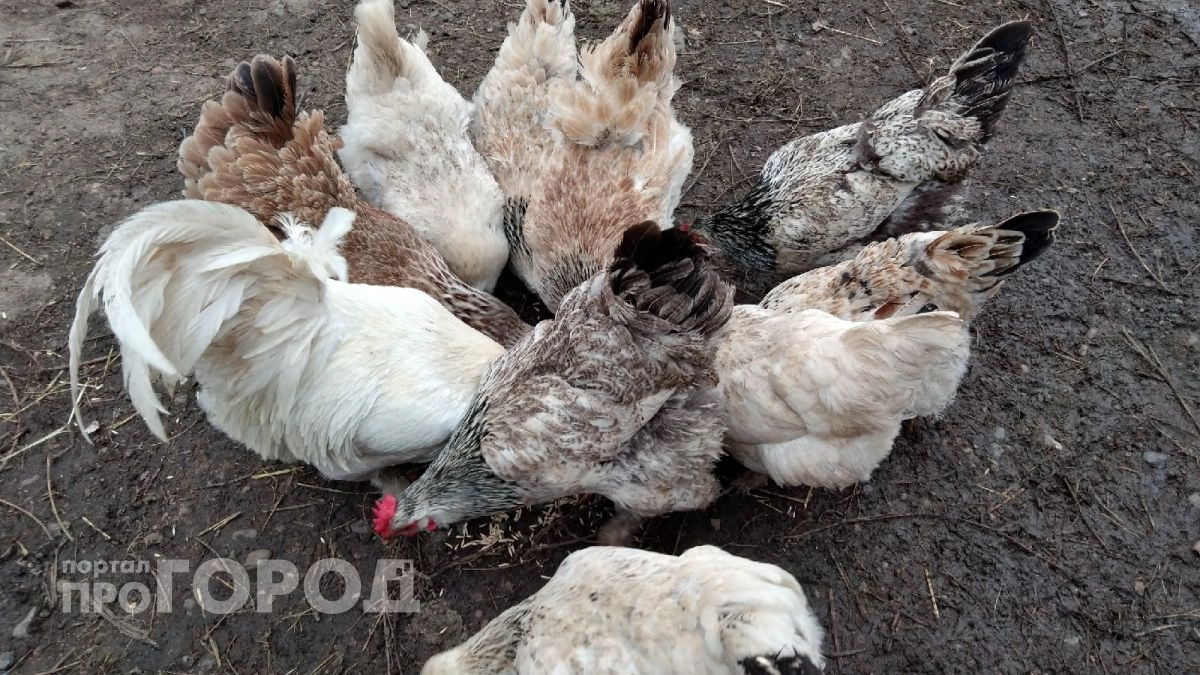 Курятники под запретом: принято новое решение для всех россиян, которые держат кур