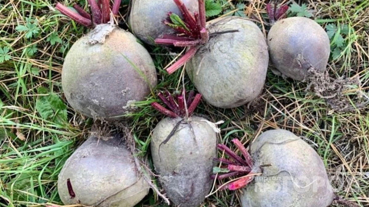 Свекла будет сахарная — деревенский способ подкормки весной. Плоды становятся крупнее и в разы слаще