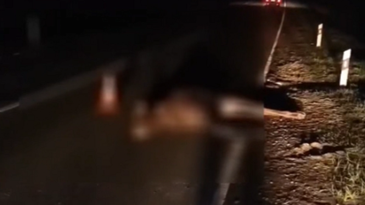 Водитель иномарки оказался в больнице после столкновения с лосем на трассе в Нижегородской области