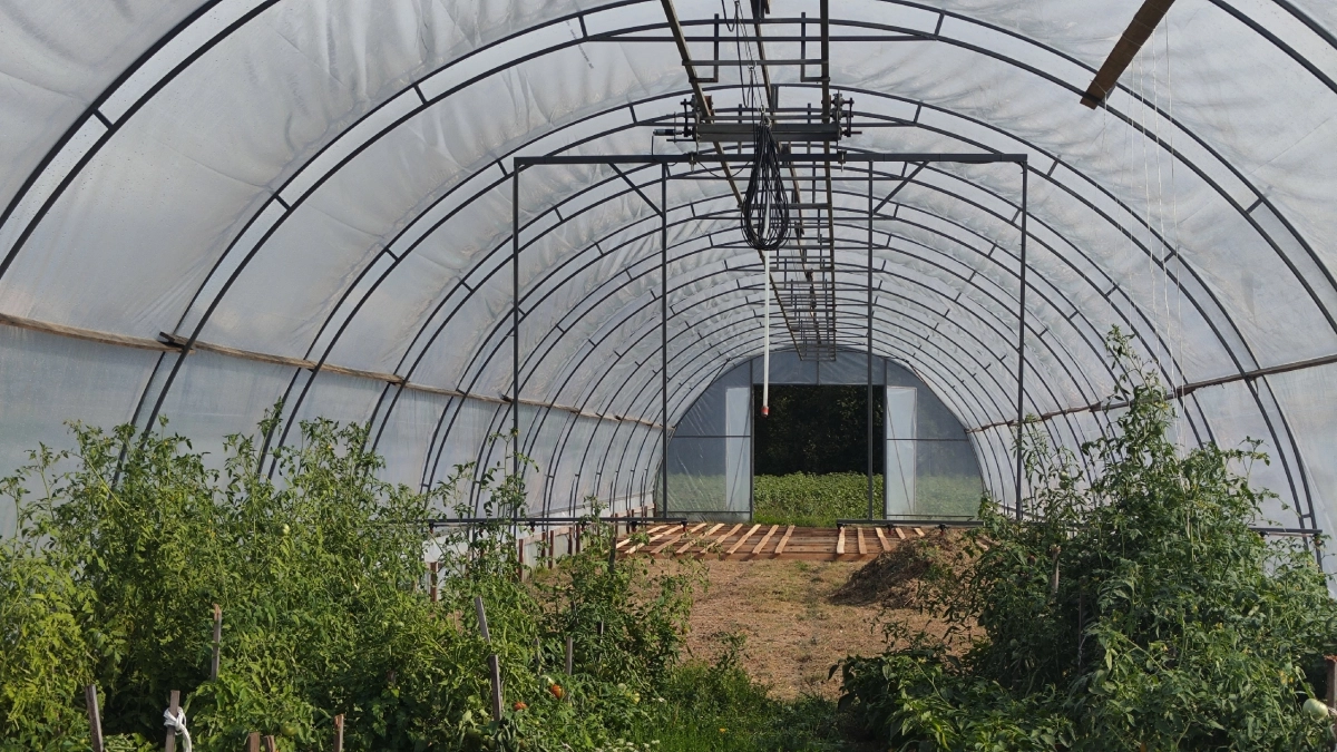 Аномальный апрель: как спасти рассаду томатов и перцев от внезапных заморозков