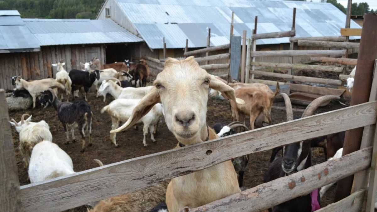 В Нижегородской области стартовал прием заявок на получение гранта «Агротуризм»