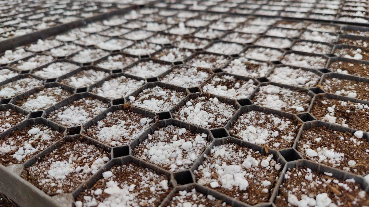 Нижегородская область вырастит 15 млн хвойных сеянцев для восстановления лесов