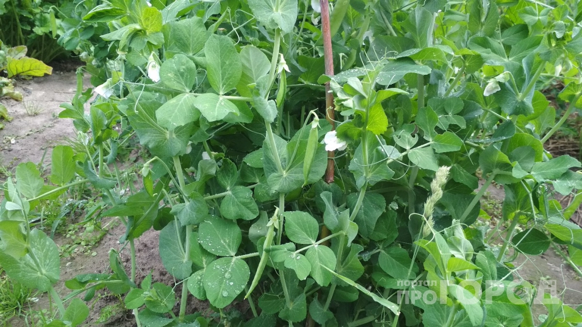 Сажаю горох 15 лет и все мелочь: только сейчас понял, где была главная ошибка - вот в чем секрет сладости и размера 