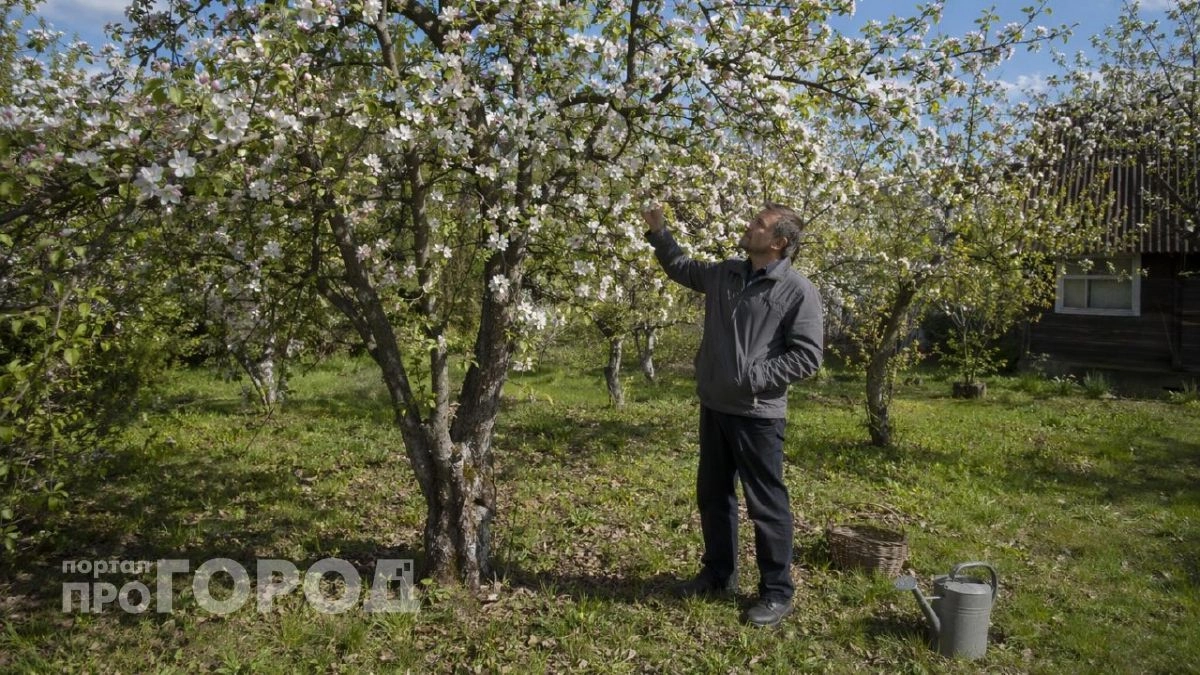 Лучше бархатцев: сажаем под яблоней 3 невысоких кустика — муравьи с тлей все лето обходят дерево за версту 