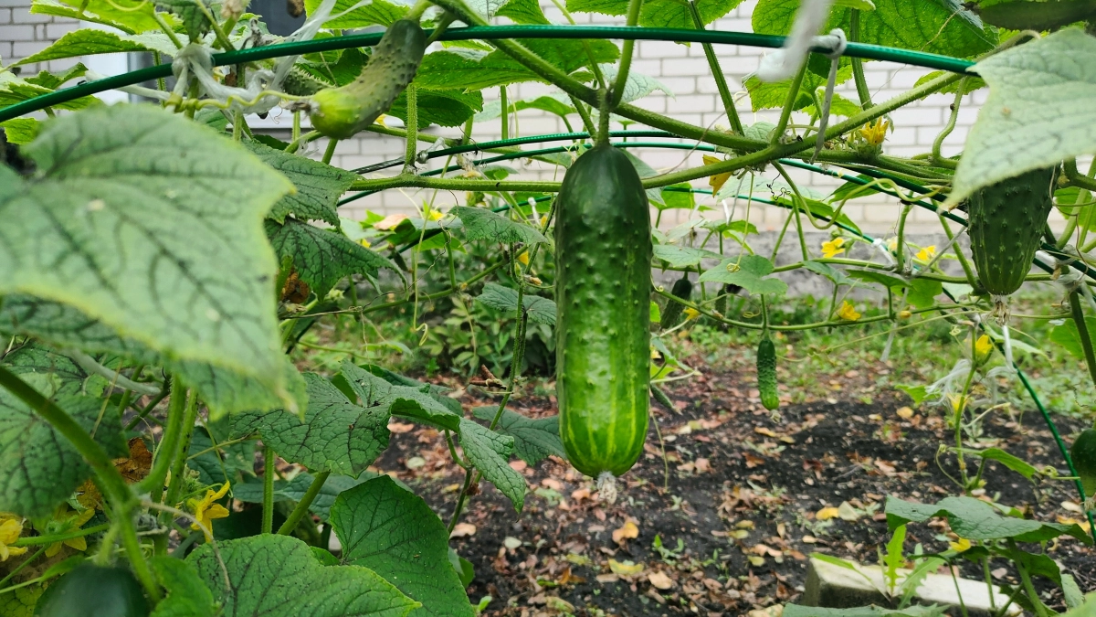 Эти огурцы съедают за вечер: заливаю кипятком - получается закуска лучше дорогих солений