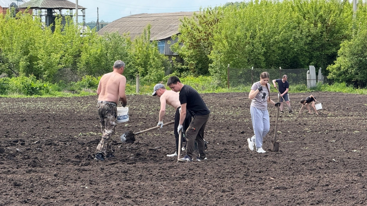 О посадке картофеля больше не переживаю: ленивый способ – без перекопки, окучивания и прополки