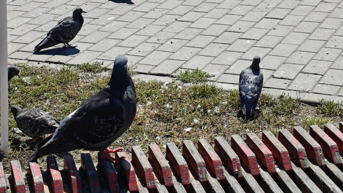 Тюрьма или штраф 100 тысяч: юрист раскрыла, чем обернется для водителя обычный наезд на голубя