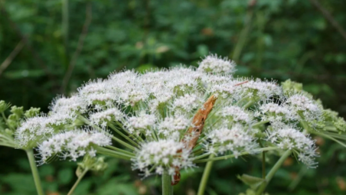 В Нижегородской области расширят список опасных инвазивных растений