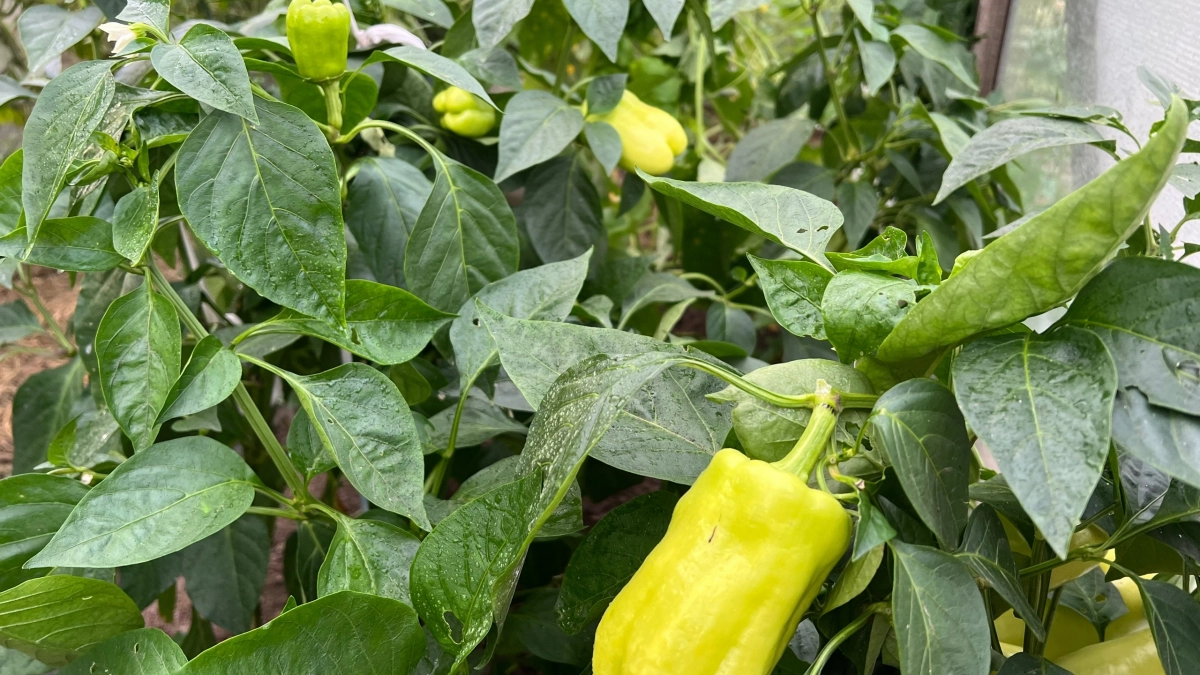 Забудьте про гроу-боксы и дорогие подкормки : эта рассада перца обгонит вашу даже в холоде и без ламп — секрет агронома