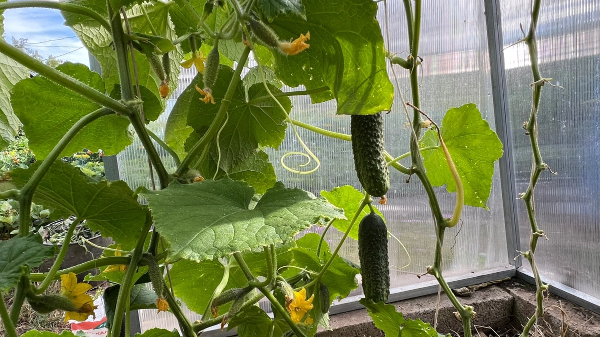 Для утолщения стебля огурцам - как воздух: двойная подкормка, если рассада бледная и замедлен рост