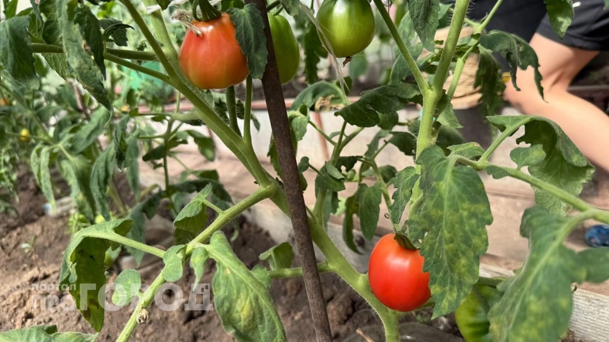 Помидоры в теплице не фитофторят: всего один стакан йода на ведро воды – и кусты зеленые до заморозков