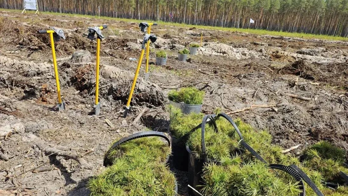 Молодые деревья начали высаживать в Нижегородской области