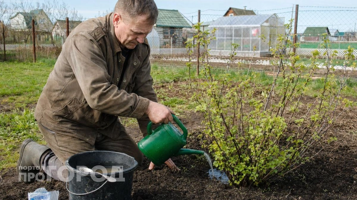 Смородина не дает листву вместо ягод: подкармливаю кусты этой смесью весной и собираю урожай ведрами