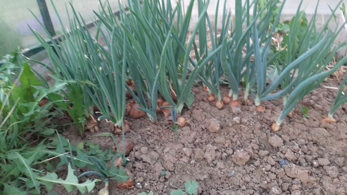 Не копайте грядку и не поливайте: агрономы объяснили, почему зимний чеснок и лук не всходят весной и что с этим делать