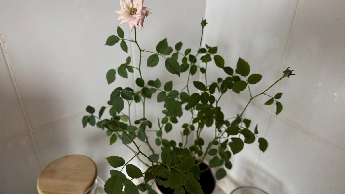 Всего 3 капли этого средства на горшок — и комнатные цветы зацветут как в ботаническом саду