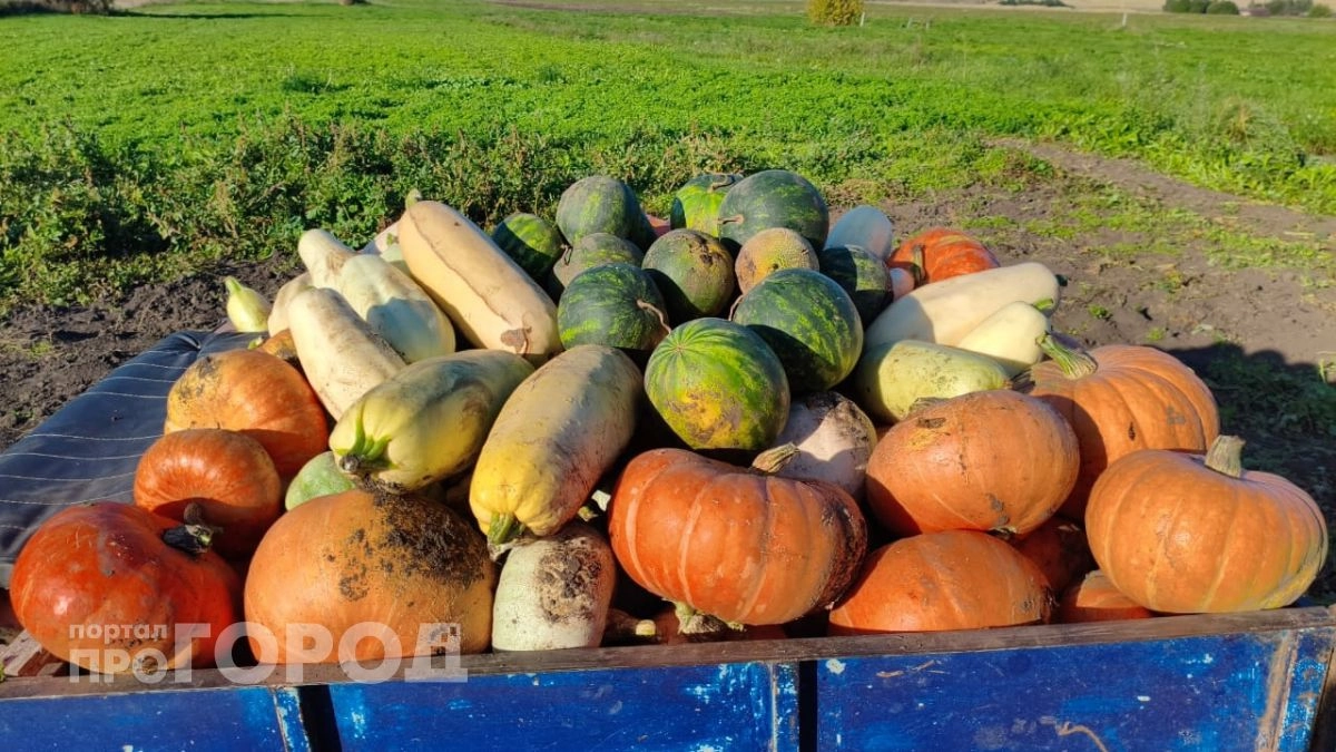Теплицы уходят в прошлое: умелые дачники давно выращивают овощи с помощью средств, о которых вы даже не догадывались 