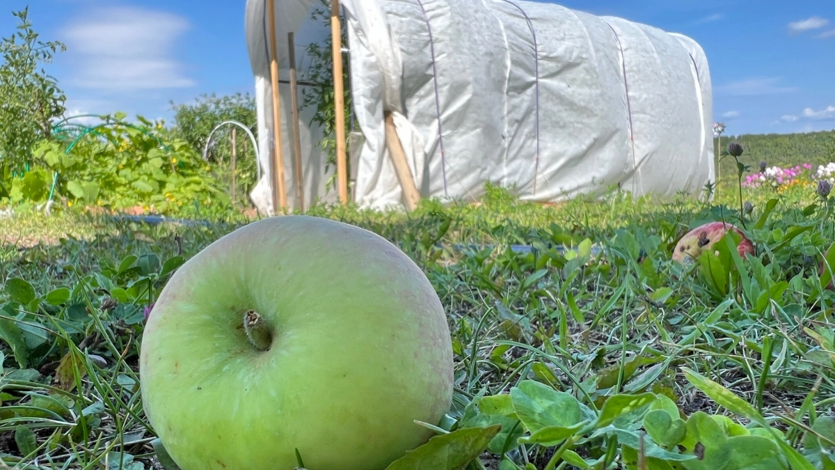 Парник под ветрами и ливнями больше не "гуляет": простой способ закрепить парниковую пленку с помощью бутылок - без единого кирпича