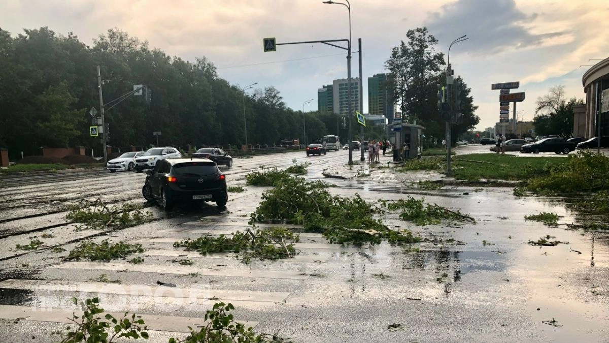 Нижегородцам рассказали, что делать, если на машину упало дерево