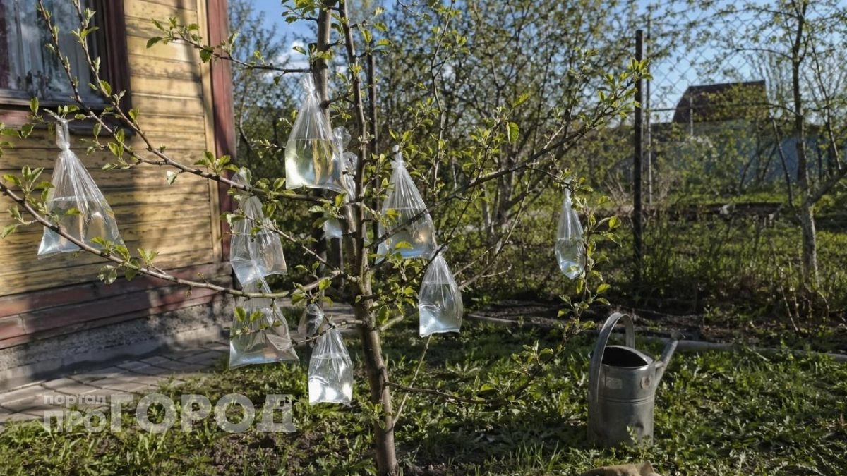 Соседи крутили у виска, а теперь тоже так делают: пакет с водой спасает урожай лучше любых химикатов