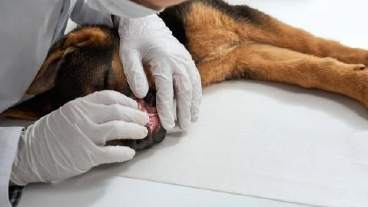 В двух сёлах Починковского района ввели карантин из-за бешенства