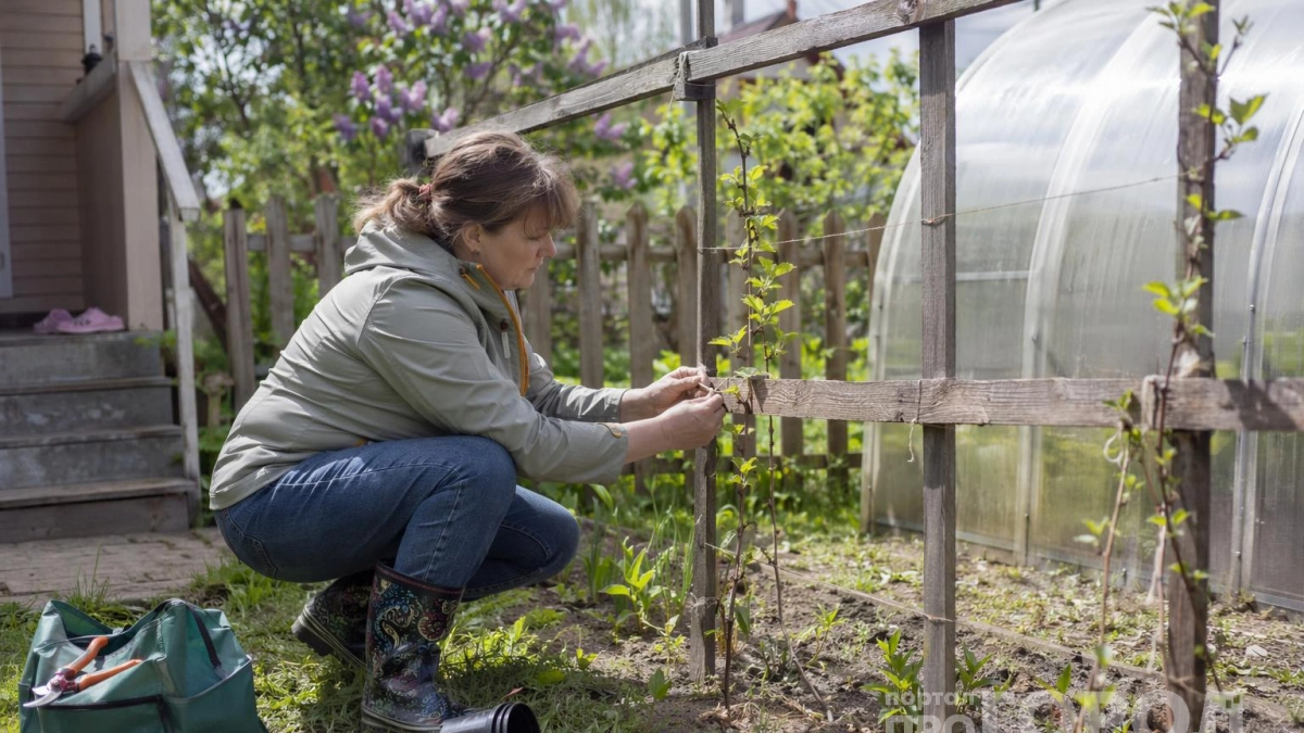 Забудьте про чучело и старые диски: 3 способа защитить урожай от птиц раз и навсегда - без химии и жестких мер